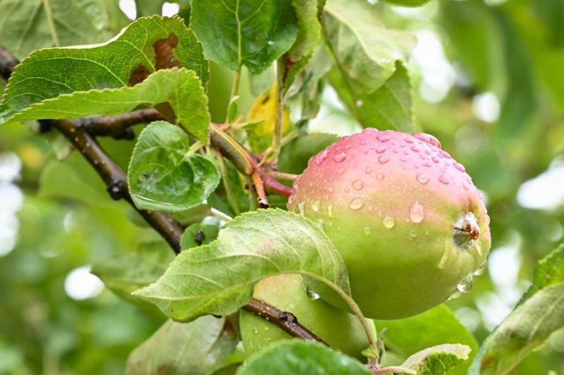 Ferienwohnungen Oedenburgerhof Fertőmeggyes Kültér fotó
